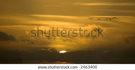 Group of flying swans in front of a beautiful sunset, flying towards you. Landscape crop.
