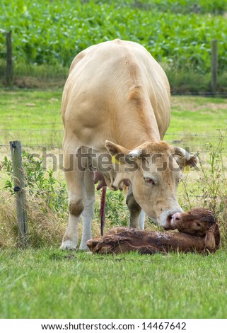 White cow cleaning her just born baby cow.