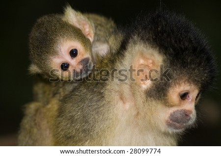 Just born squirrel monkey resting on it\'s mom.