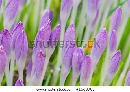 Macro picture of crocusses in the start of springtime