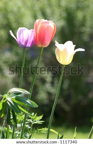 Three Easter Tulips