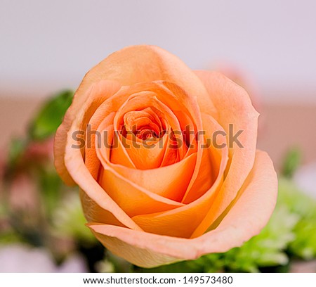 Beautiful orange rose