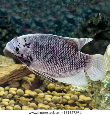 Beautiful tilapia fish in water tank