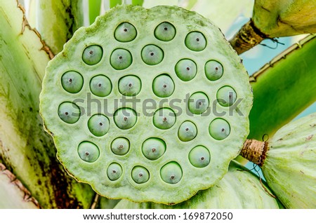Close up of lotus seeds
