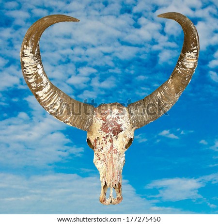 Old buffalo skull isolated on blue sky background