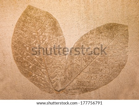 Imprint leaf on cement floor background