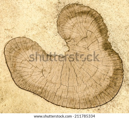 Old stump on floor ground