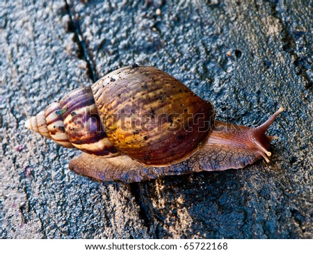 The Garden snail on wet cement  floor