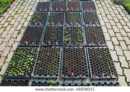 Garden Nursery on The Plant Nursery Of Green House Stock Photo 66838015   Shutterstock