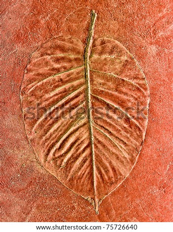 The Imprint of leaf  isolated on cement background