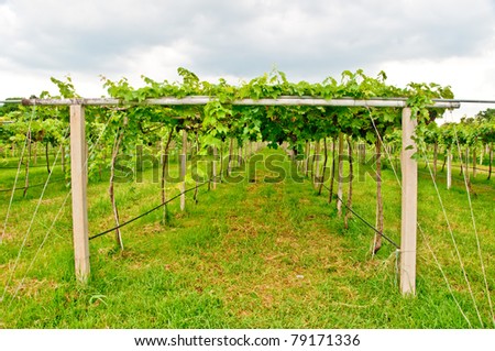 The Row of grapevine on vineyard