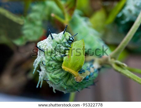 Cabbage Tree Caterpillar