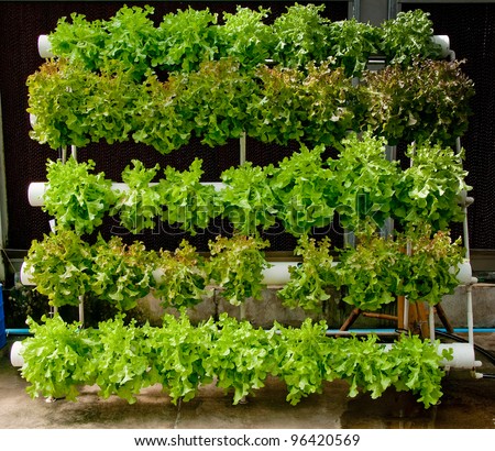 The Organic Hydroponic Vegetable Garden Stock Photo 96420569 ...