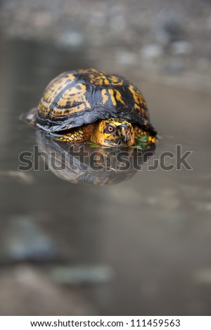 The eastern box turtle (Terrapene carolina),  is a genus of turtle native to the eastern united states.