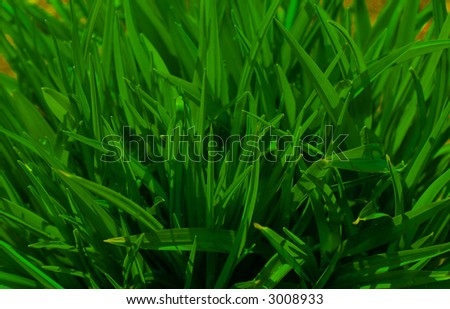A hyper saturated absrtact photo of fresh green grass.