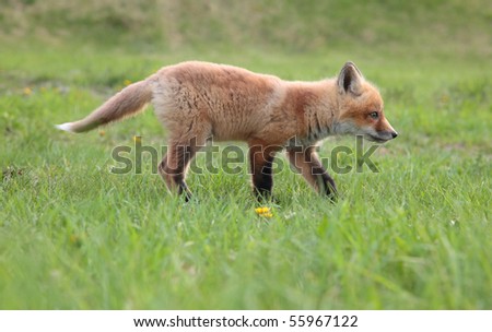 A lone fox pup in a green grassy field hunts prey.