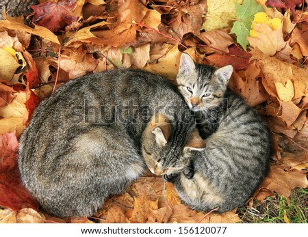 cat with baby cat sleeping in bright autumn leaves in Druskininkai, resort in Lithuania