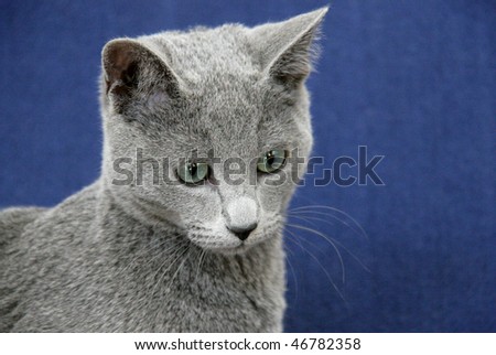 russian blue cat on blue background