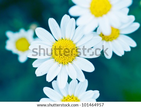 Beautiful flower daisy in cool tone