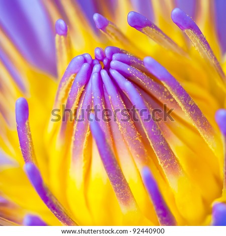 Purple water lilly or Lotus