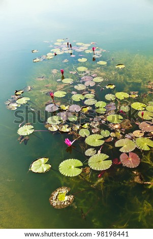 Water lily or lotus on water