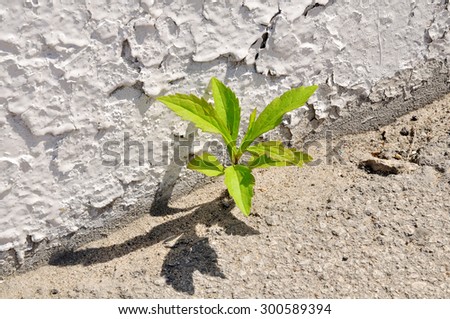 A small sprig of the plant is taken at the junction of the asphalt and curb