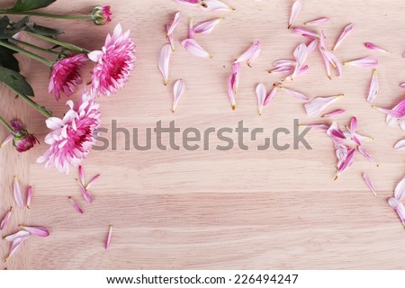 beautiful purple mum flowers on wooden background