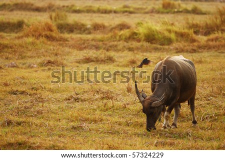 buffalo and bird in rice field