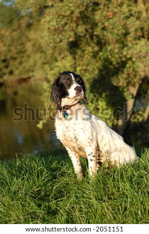 English springer spaniel sitting by the river after having a swim.
