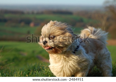 Pure bred Shitzu dog in the countryside being blown by the wind.