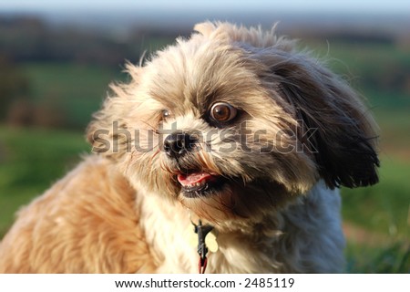 Pure bred Shitzu dog in the countryside being blown by the wind.
