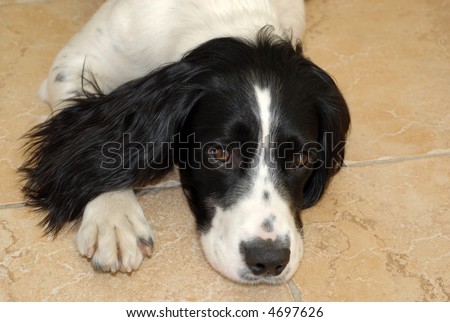 English springer spaniel puppy lying down on the floor looking up at the camera