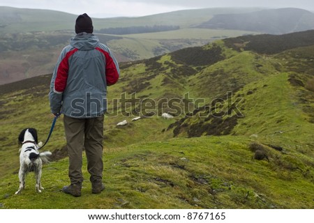 Man and English Springer Spaniel walking in the hills looking down on a flock of sheep on a cold misty day
