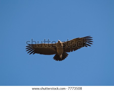 Flying eagle in the Colca canyon,Peru