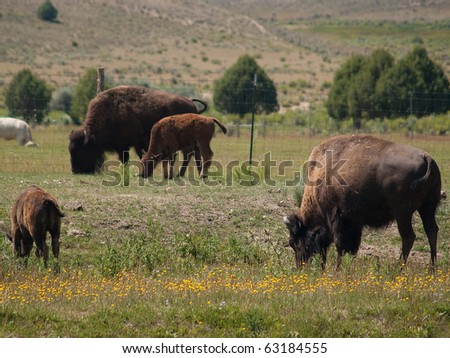 The American bison (Bison bison) is a North American species of bison, also commonly known as the American buffalo