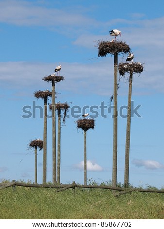 Storks in a protected area in Caceres, Spain