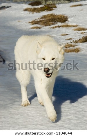 White wolf dog walking in the snow
