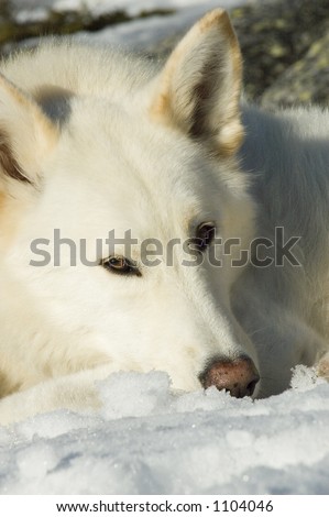 White wolf dog laying in the snow