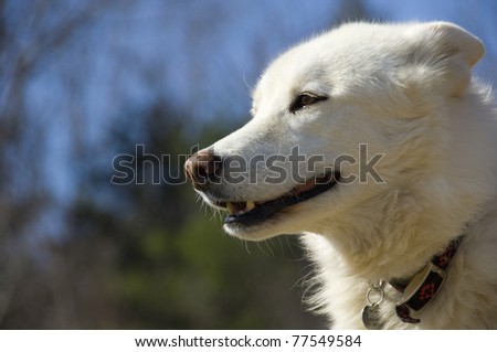 Samoa/Shepherd/Wolf Dog