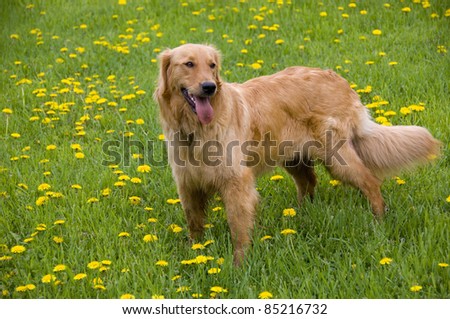 Golden Retriever standing in Spring field