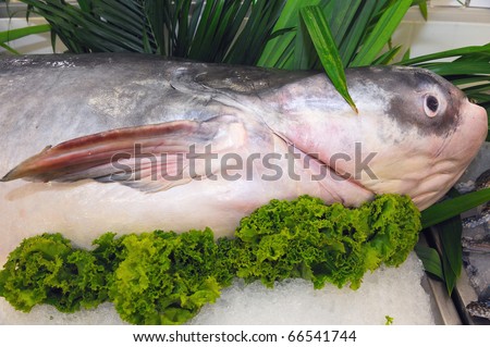 Mekong Giant Catfish (Pangasianodon gigas) in Supermarket.