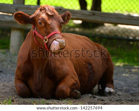 cow in a farm licking its mouth