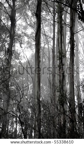 Australian Mountain Ash Trees in Mist