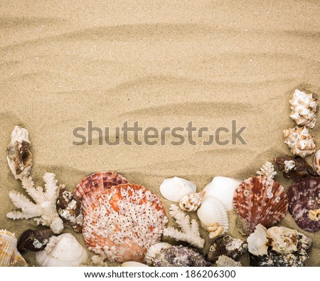 Sea shells on beach sand . Summer background