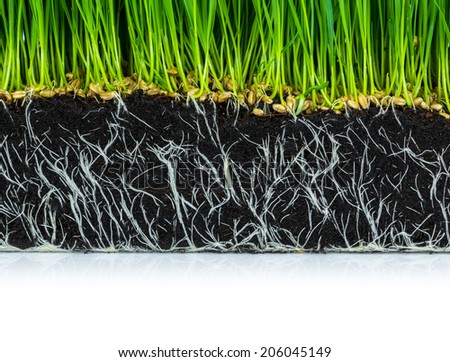 Fresh green wheat grass with roots isolated on white background