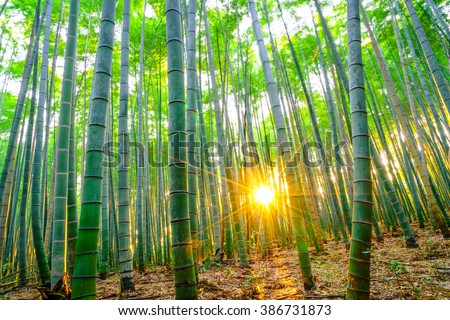 Bamboo forest with sunny in morning