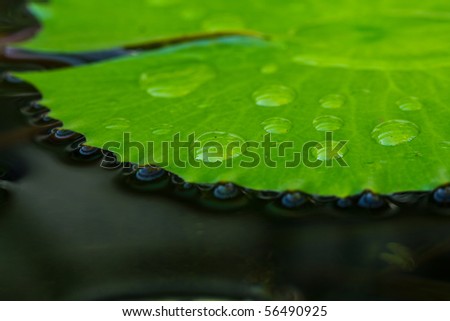 Beautiful water drops on lotus leaf