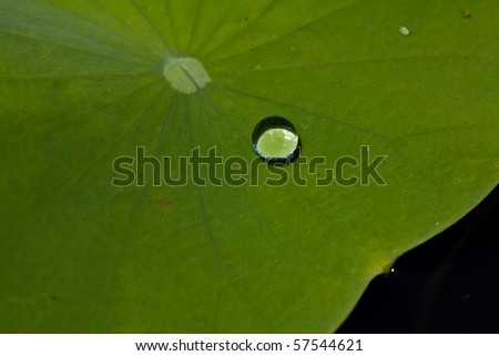 Beautiful water drops on lotus leaf