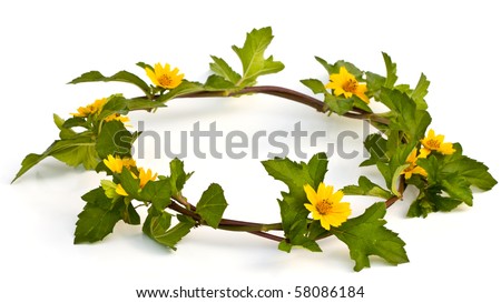 stock photo Beautiful yellow Flower Crown isolated on white background