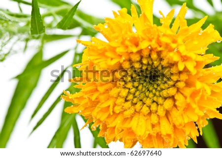 Beautiful yellow flower (African marigolds, Tagetes) isolated on white background.